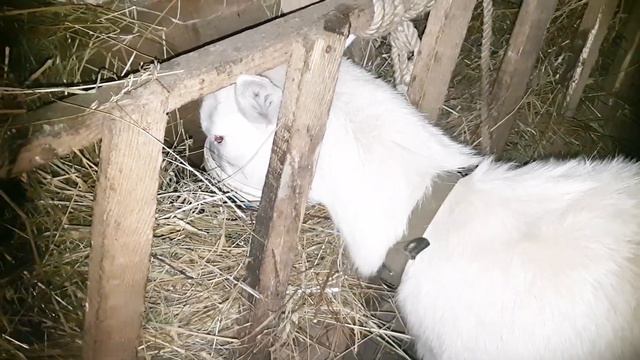 НУЖНО ВСЕ УСПЕТЬ l обход хозяйства l Кормим всех смотреть онлайн