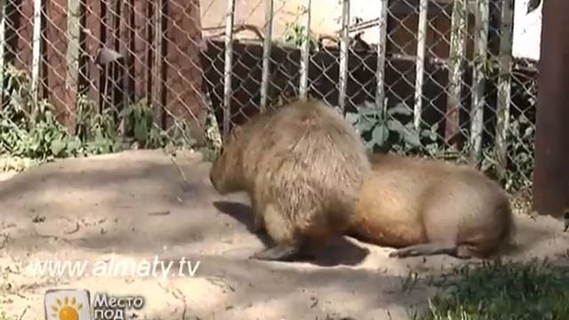 Капибара смотреть онлайн