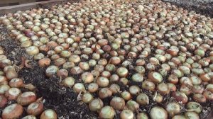 Как быстрее "разбудить" лук, посаженный на зелень.