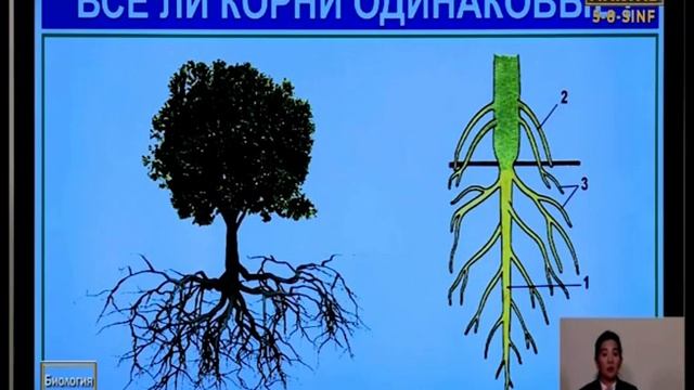 Внешнее и внутреннее строение корня (6-класс ботаника) смотреть онлайн