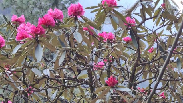 Rhododendron ! смотреть онлайн