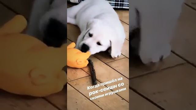 СОБАКА РУСЛАНА КУЗНЕЦОВА смотреть онлайн