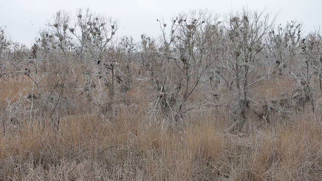 Колония больших бакланов смотреть онлайн