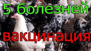 Пятивалентная вакцинация. Вакцинация птицы от 5 болезней.