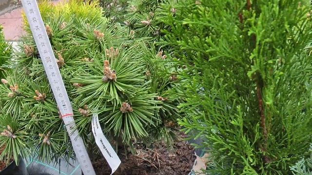 Сосна Горная Бенджамин смотреть онлайн