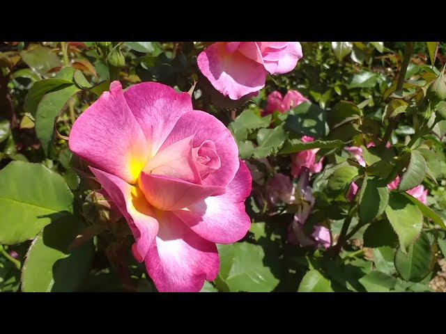 Роза Дьяблес де Мэр. Летний обзор. 21 июня 2023г. смотреть онлайн