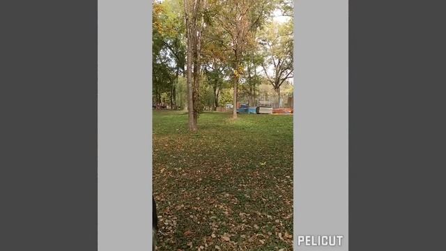 Парк Победы. Пятигорск. Спилят ли деревья? смотреть онлайн