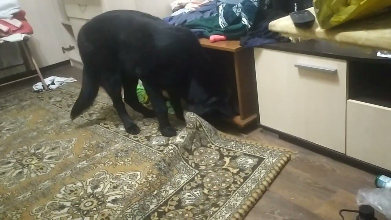 ВЕО черная Восточно Европейская Овчарка 12 смотреть онлайн