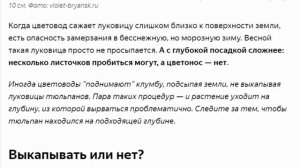 Почему тюльпаны не цветут одни листья! И как это исправить.