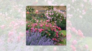 Rose Lady of Megginch