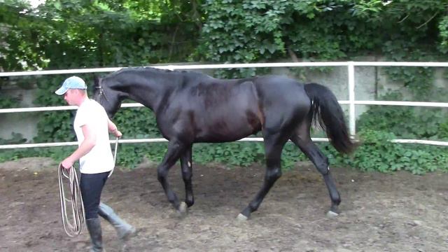 Раджа Харьковский Конный Завод 2015 смотреть онлайн