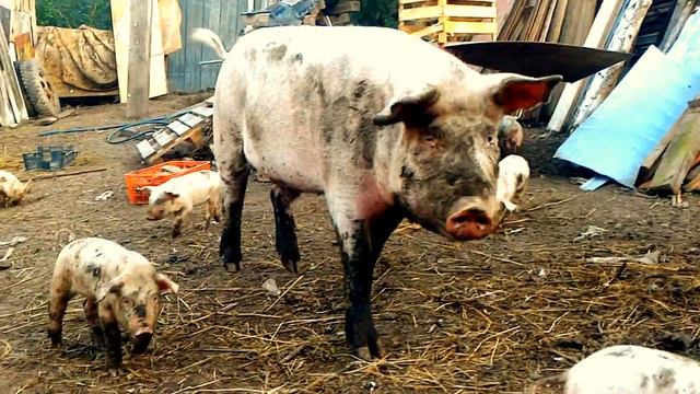 БЕЛАЯ КРУПНАЯ ПОРОДА СВИНЕЙ смотреть онлайн