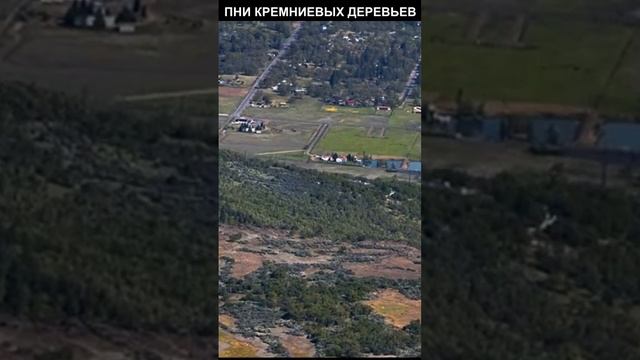 Гигантские пни кремниевых деревьев #shorts смотреть онлайн