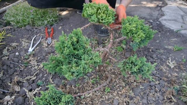 Формирование можжевельника в стиле Ниваки (Часть 7 Бансай) смотреть онлайн