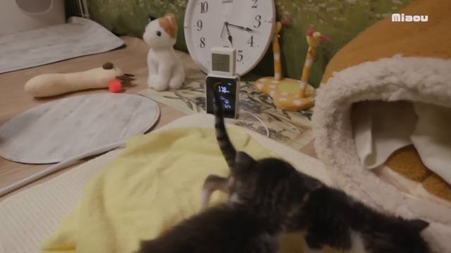 子猫が引っ越ししてタワーから落ちた日 【瀬戸のりる＆ねる日記】 смотреть онлайн
