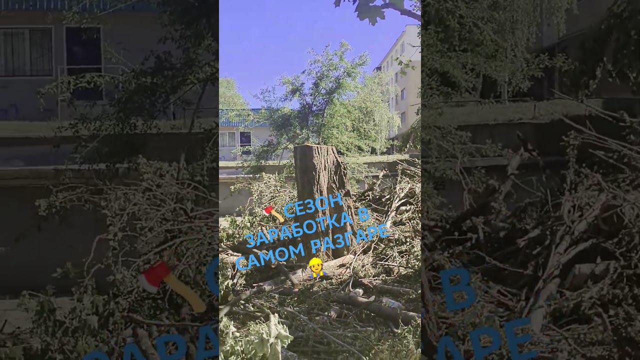 СЕЗОН РАБОТ В САМОМ РАЗГАРЕ #старыйоскол #спилдеревьев #безопасность #детскийсад смотреть онлайн