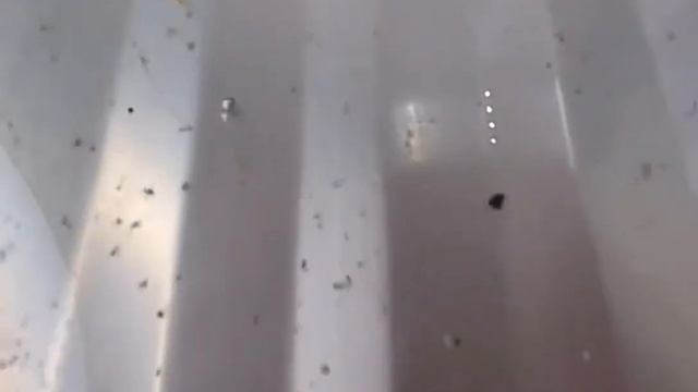 Как ОЧИСТИТЬ ИЗВЕСТКОВЫЙ НАЛЕТ на поддоне в сушилке на кухне Как ОТМЫТЬ поддон ДО БЛЕСКА без усили смотреть онлайн