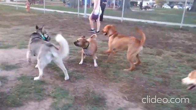 Dogfights & Aggressive Dogs The Worst Of The Dog Park смотреть онлайн