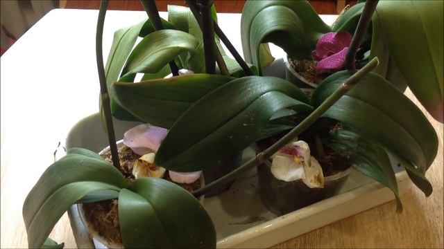 новые листики и корни у орхидей ,пересаженных в цеофлору на фитиль .И мой бедный дендробиум нобиле! смотреть онлайн