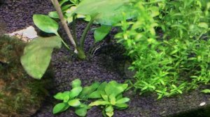 Борьба с планариями ИТОГИ