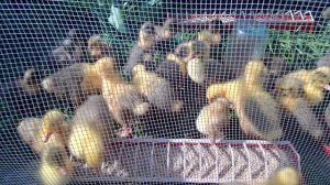 Выращивание гусей и уток / Выгул птицы / Клетка для молодняка птицы