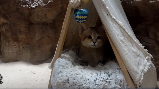 Sand Cat Facts: the DESERT CAT ? Animal Fact Files смотреть онлайн