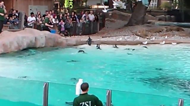 Funny Penguins' Act at ZSL London Zoo, Regent's Park, London, UK смотреть онлайн