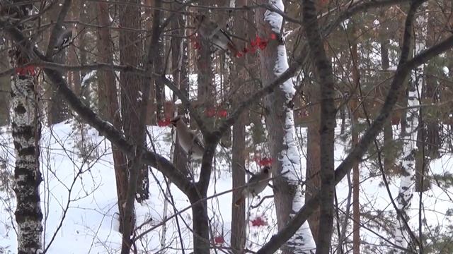 Rowan berries смотреть онлайн