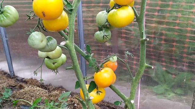 Томат Джало Санта, так ли он хорош? Мой отзыв. смотреть онлайн