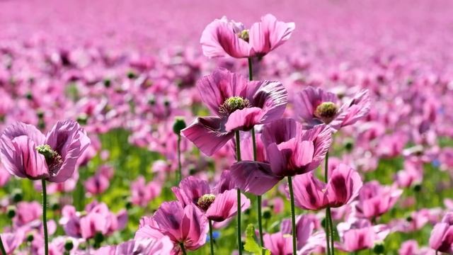 -Как он мог это сделать!- возмутилась Ирина