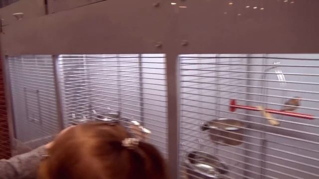 Кошка Мурка питомец Кати и Макса смотреть онлайн