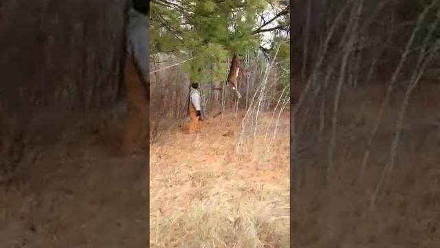 The great deer Heist смотреть онлайн