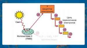 Автотрофное питание. Фотосинтез. Видеоурок по биологии 10 класс