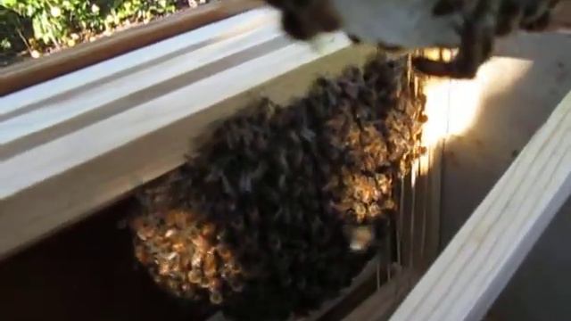 Lemon Grove Lured Nuc Hive смотреть онлайн