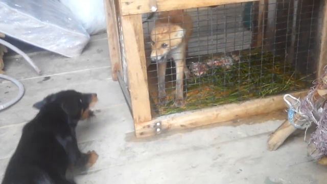 Ягдтерьер, претравка по лисе смотреть онлайн