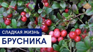 Брусника \ Рецепты из брусники \ Сладкая жизнь