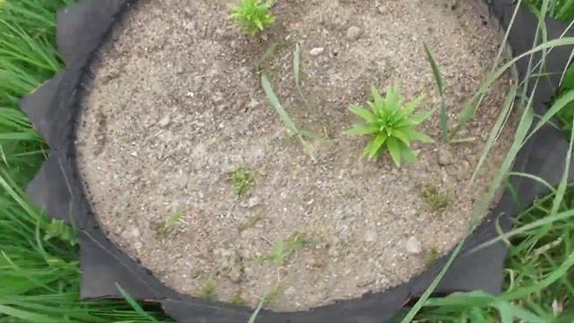 vlog а даче/рассада погибает смотреть онлайн