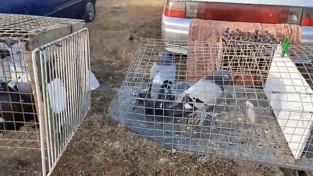 Ярмарка Светлаград часть 2 смотреть онлайн