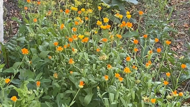 КАЛЕНДУЛА ВЫЛЕЧИТ ЭРОЗИЮ ШЕЙКИ МАТКИ! смотреть онлайн