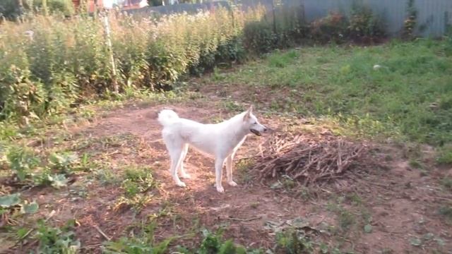 Везде нужно успеть/Лайки ждут смотреть онлайн
