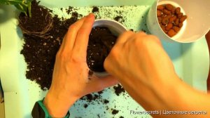 Как пересадить кротон (Кодиеум). Земля для пересадки. Кодиеум Sunny star (Санни Стар)  flowersecret