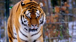 Видео без авторских прав / 4к/ Тигр/ Год тигра/ Зима/ Снег/ 2022