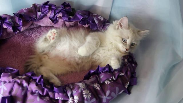 Ким Лунная Дымка смотреть онлайн