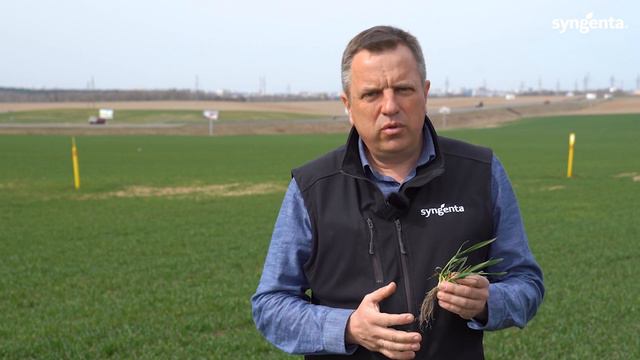 Вайбранс - топовая защита ваших семян. СПК Путришки, озимое тритикале и пшеница. Гродненская област смотреть онлайн