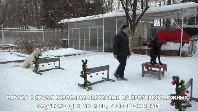 ДТ-46. Коротко о главном.