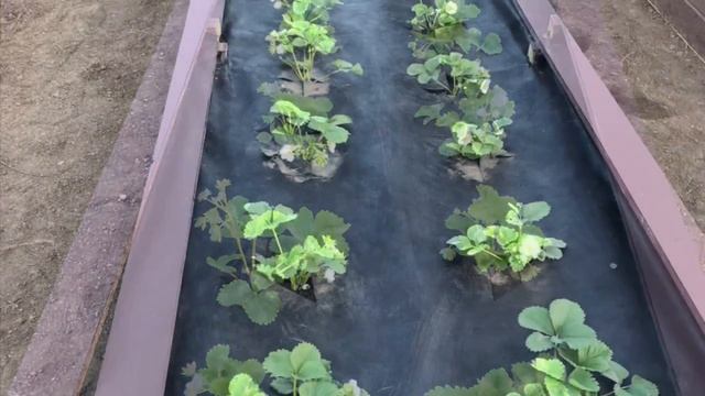 Ящики для клубники своими руками смотреть онлайн