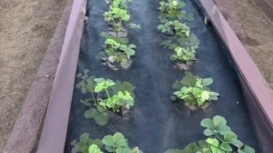 Ящики для клубники своими руками