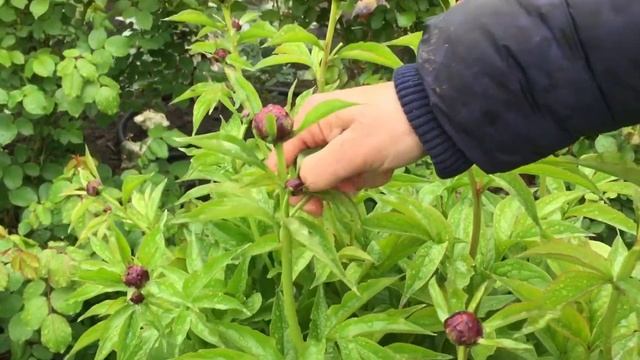 6 мая 2022 г.выщипываю слабые и боковые бутоны у пионов