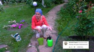Розы будут цвести всё лето если подкормить их супер средством. Касторовое масло для роз.