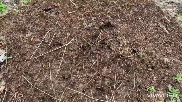 Первые весенние грибы смотреть онлайн